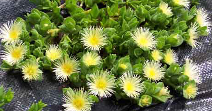 Benefits of Sceletium | AcuDetox Clinics South Africa